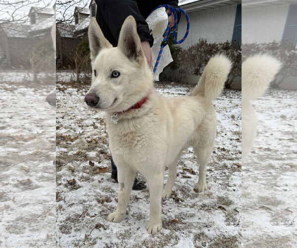 Medium Photo #8 Huskies -Unknown Mix Puppy For Sale in Crystal, MN, USA