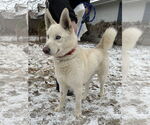 Small #7 Huskies  Mix