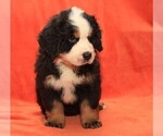 Small #4 Bernese Mountain Dog