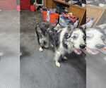 Small #7 Collie Mix