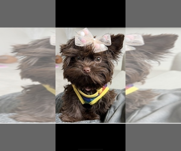 Medium Photo #1 Yorkshire Terrier Puppy For Sale in CEDAR LAKE, IN, USA