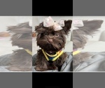 Small Yorkshire Terrier