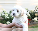 Small Photo #3 Cavapoo-Poodle (Miniature) Mix Puppy For Sale in GOSHEN, IN, USA