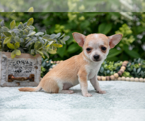 Medium Photo #3 Chihuahua Puppy For Sale in BERNE, IN, USA