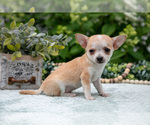 Small #2 Chihuahua