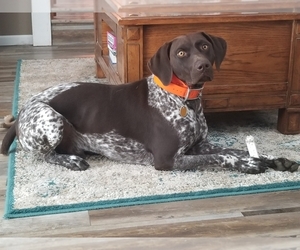 German Shorthaired Pointer Puppy for sale in ARKANSAS CITY, KS, USA