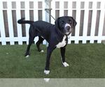 Small Labrador Retriever Mix