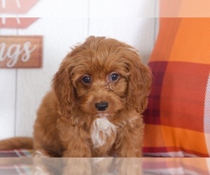Cocker Spaniel-Poodle (Miniature) Mix Puppy for sale in BEL AIR, MD, USA