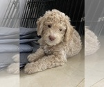Puppy 1 Golden Retriever-Goldendoodle Mix