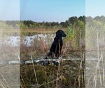 Small Photo #1 Labrador Retriever Puppy For Sale in PLYMOUTH, MA, USA