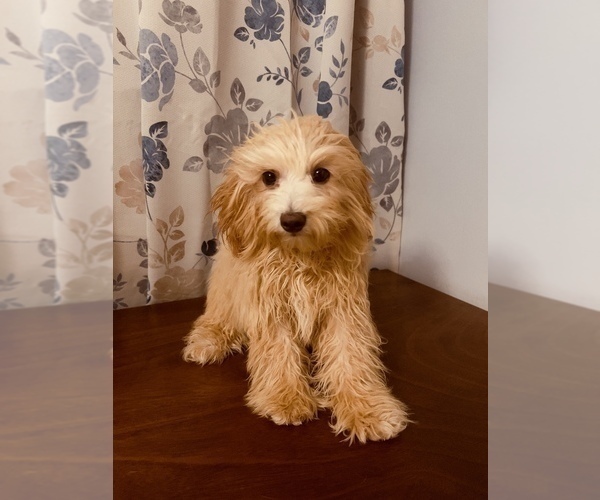 Medium Photo #8 Cavapoo-Poodle (Miniature) Mix Puppy For Sale in DURHAM, CT, USA