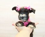 Small #3 Schnauzer (Miniature)
