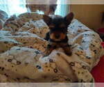 Image preview for Ad Listing. Nickname: Evie