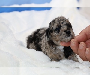 Poodle (Toy) Puppy for sale in DYERSBURG, TN, USA