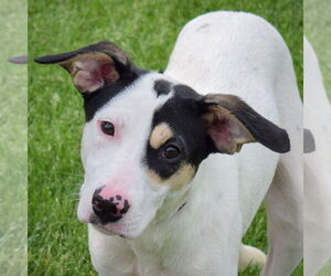 Rat Terrier-Unknown Mix Dogs for adoption in Huntley, IL, USA