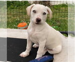 Small #16 Mutt