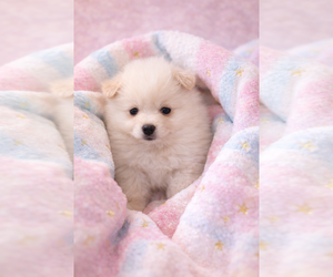 Pomeranian Puppy for sale in SPOTSYLVANIA, VA, USA