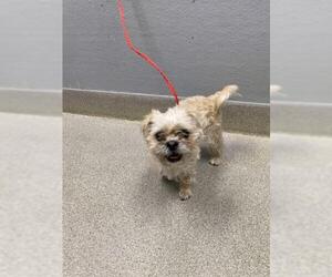 Shih Tzu-Unknown Mix Dogs for adoption in Las Vegas, NV, USA