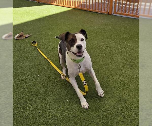 Medium Photo #2 Mutt Puppy For Sale in Las Vegas, NV, USA