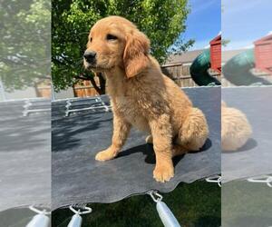 Golden Retriever Puppy for sale in EAST SELAH, WA, USA