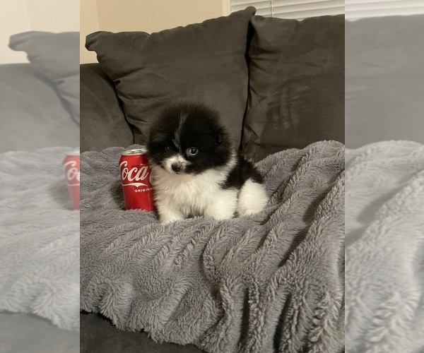 Medium Photo #14 Pomeranian Puppy For Sale in BAKERSFIELD, CA, USA