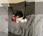 Small Photo #14 Pomeranian Puppy For Sale in BAKERSFIELD, CA, USA