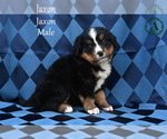 Small Photo #37 Bernese Mountain Dog Puppy For Sale in HARRISONBURG, VA, USA