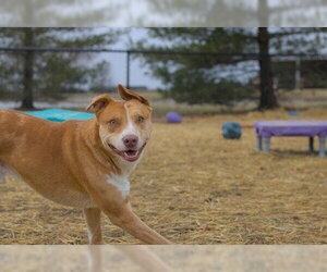 Utah - Male Mutt Dog for Adoption - Photo #3