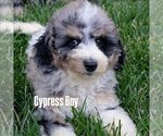 Small Photo #32 Bernedoodle-Golden Mountain Dog Mix Puppy For Sale in DAVIS, CA, USA