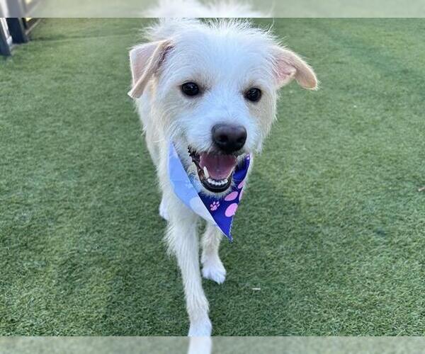 Medium Photo #1 Maltese-Unknown Mix Puppy For Sale in Orange, CA, USA