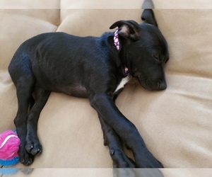 Labrador Retriever-Unknown Mix Dogs for adoption in LEESVILLE, LA, USA