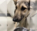 Small German Shepherd Dog