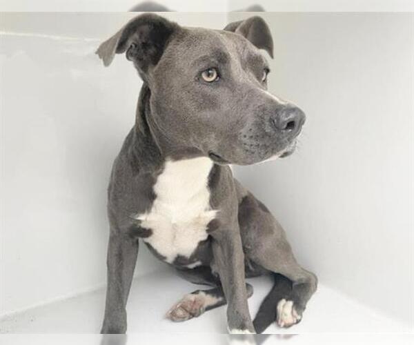 Medium Photo #1 Mutt Puppy For Sale in Houston, TX, USA