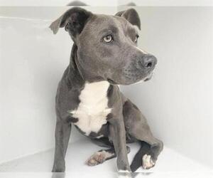 Mutt Dogs for adoption in Houston, TX, USA