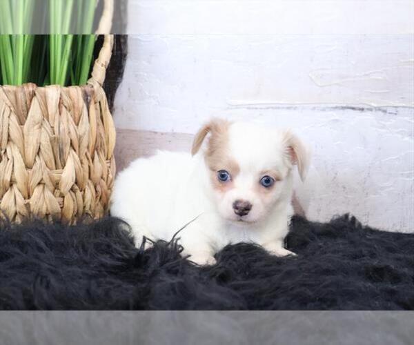 Medium Photo #2 Chihuahua Puppy For Sale in FORT LAUDERDALE, FL, USA