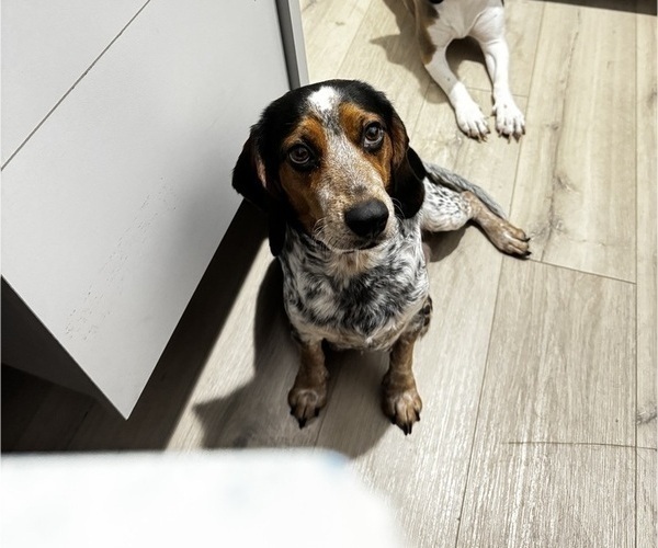 Medium Photo #1 Beagle Puppy For Sale in FORT LAUDERDALE, FL, USA