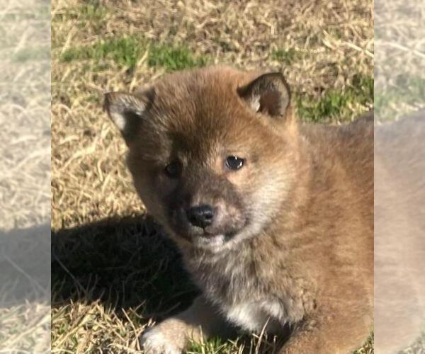 Medium Photo #5 Shiba Inu Puppy For Sale in FOYIL, OK, USA