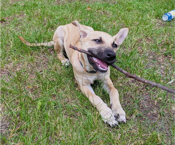 Medium Photo #4 Chihuahua-Unknown Mix Puppy For Sale in Brooklyn Center, MN, USA