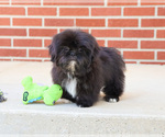 Image preview for Ad Listing. Nickname: Soot