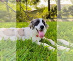 Small #2 Great Pyrenees