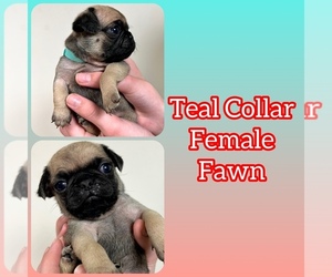 Pug Puppy for Sale in GREENEVILLE, Tennessee USA