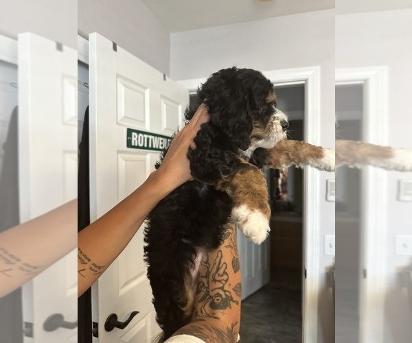Medium Photo #2 Golden Mountain Doodle  Puppy For Sale in HESPERIA, CA, USA