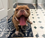 Small #3 Bulldog Mix