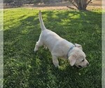 Small #2 Labrador Retriever