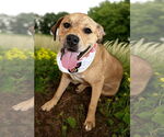 Small #1 American Pit Bull Terrier Mix