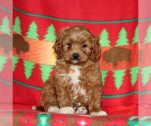 Cavapoo-Poodle (Miniature) Mix Puppy for sale in PARADISE, PA, USA