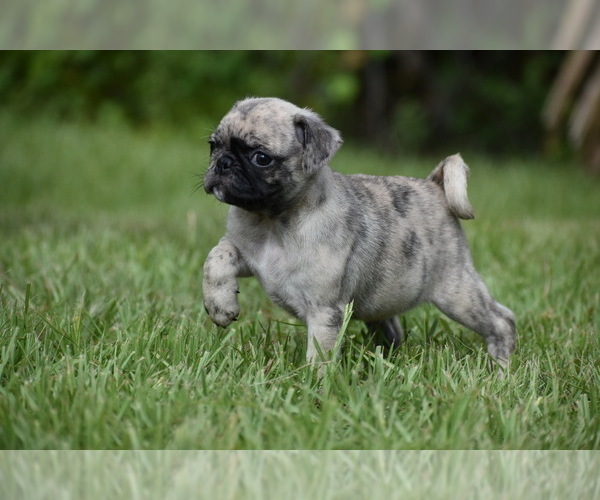 Medium Photo #2 Pug Puppy For Sale in PALM COAST, FL, USA