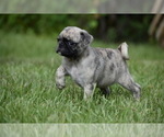 Small #1 Pug