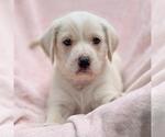Small #1 Labrador Retriever Mix