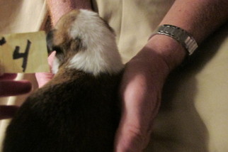 Pembroke Welsh Corgi Puppy for sale in OAK PARK, MN, USA